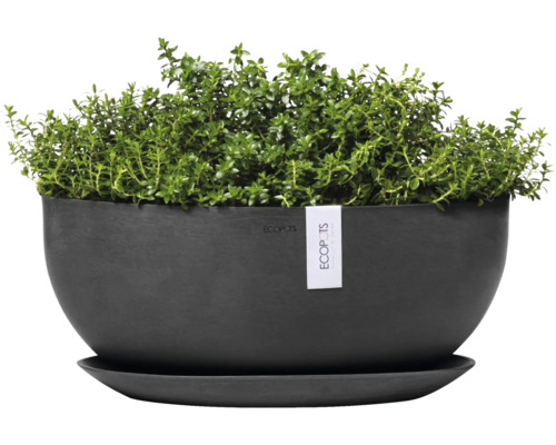 Schwarzer Pflanztopf mit grüner Pflanze und Untersetzer