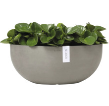 Pfefferpflanze in einem Ecopots Blumentopf