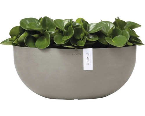 Pfefferpflanze in einem Ecopots Blumentopf