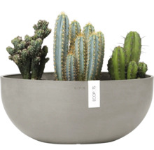 Verschiedene Kakteen in einem grauen Pflanzgefäß