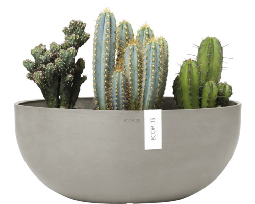Verschiedene Kakteen in einem grauen Pflanzgefäß