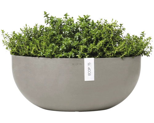 Halbrunder Pflanztopf mit grünen Pflanzen