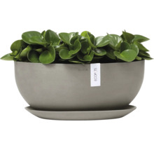 Zimmerpflanze in rundem Topf mit Untersetzer