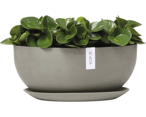 Zimmerpflanze in rundem Topf mit Untersetzer