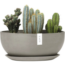 Kaktusgruppe in Pflanzgefäß mit Untersetzer