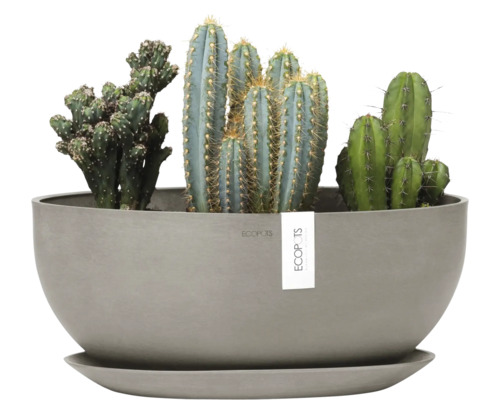 Kaktusgruppe in Pflanzgefäß mit Untersetzer