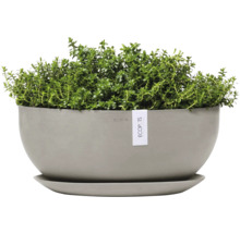 Topf mit Pflanze und Untersetzer