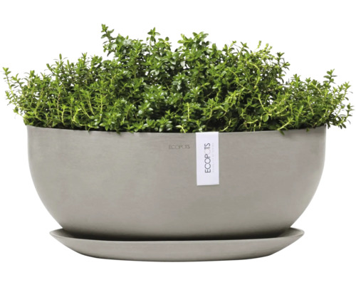 Topf mit Pflanze und Untersetzer