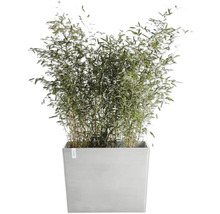 Bambuspflanze in einem grauen Pflanzgefäß