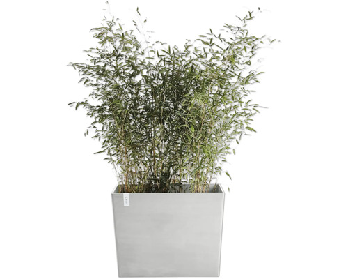 Bambuspflanze in einem grauen Pflanzgefäß