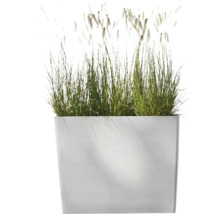 Quadratischer Pflanzkasten mit Ziergras