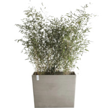 Bambus im Pflanzgefäß für den Außenbereich