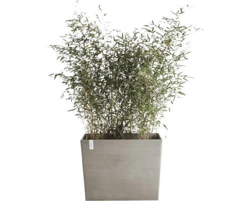 Bambus im Pflanzgefäß für den Außenbereich