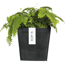 Pflanze in einem Ecopot Pflanzgefäß