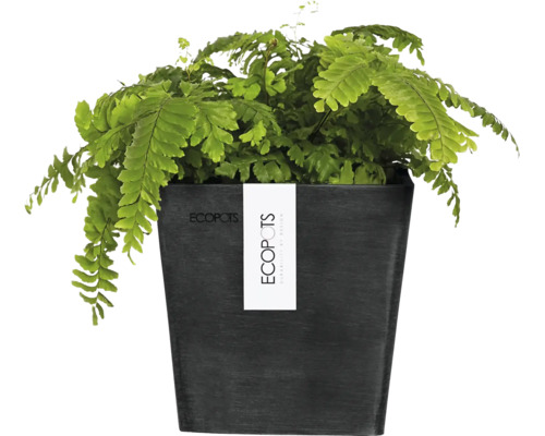 Pflanze in einem Ecopot Pflanzgefäß
