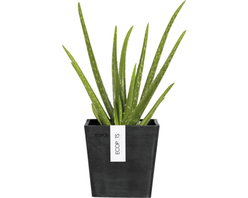 Aloe Vera Pflanze in einem schwarzen Topf