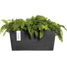Rechteckiger Pflanzkasten aus Kunststoff mit Farn