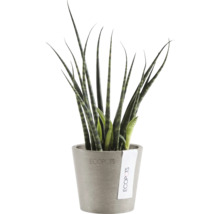 Sansevieria Pflanze im Topf