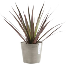 Cordyline Zimmerpflanze in einem Topf