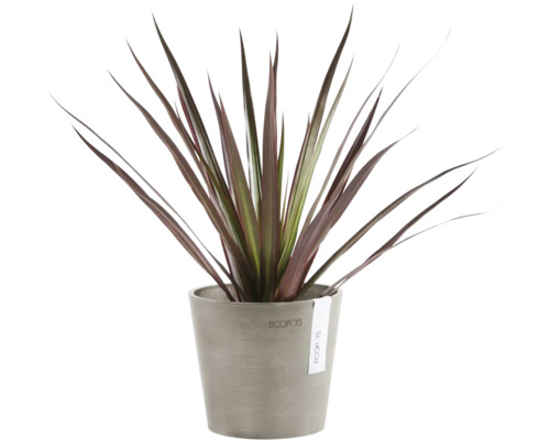 Cordyline Zimmerpflanze in einem Topf