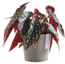 Begonie in Topf mit Blattmuster