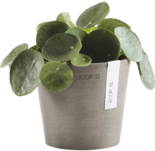 Chinesischer Geldbaum im Topf