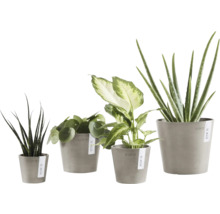 Verschiedene Zimmerpflanzen in passenden Töpfen