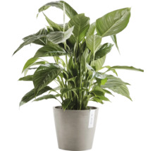 Einblatt Pflanze im Topf