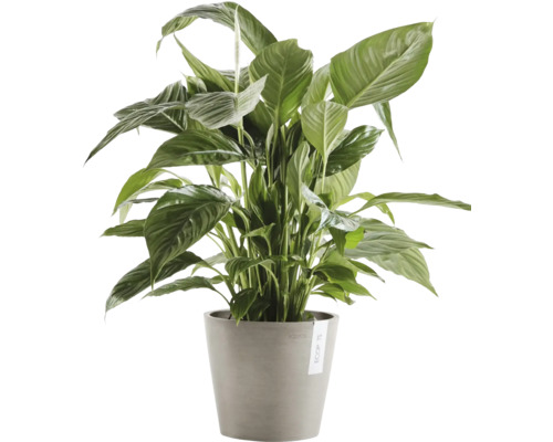 Einblatt Pflanze im Topf