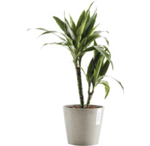 Drachenbaum im Topf als Zimmerpflanze