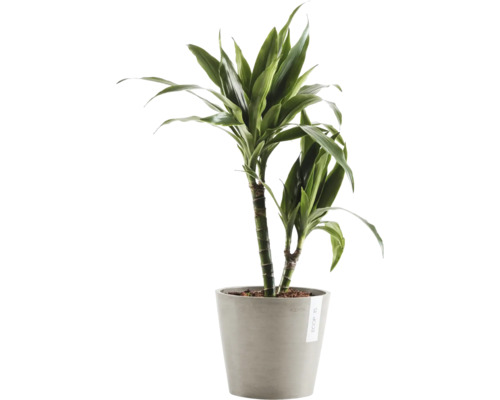 Drachenbaum im Topf als Zimmerpflanze