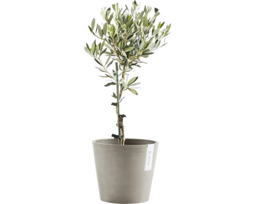Olivenbaum im Topf