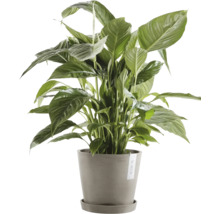 Einblatt Pflanze im Topf