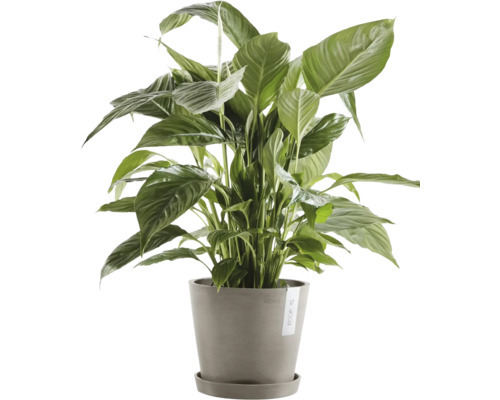 Einblatt Pflanze im Topf