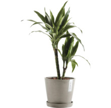 Drachenbaum im Topf für den Innenbereich