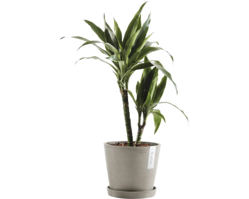 Drachenbaum im Topf für den Innenbereich