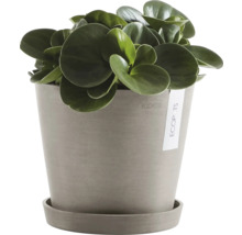 Pfefferpflanze im Topf mit Untersetzer