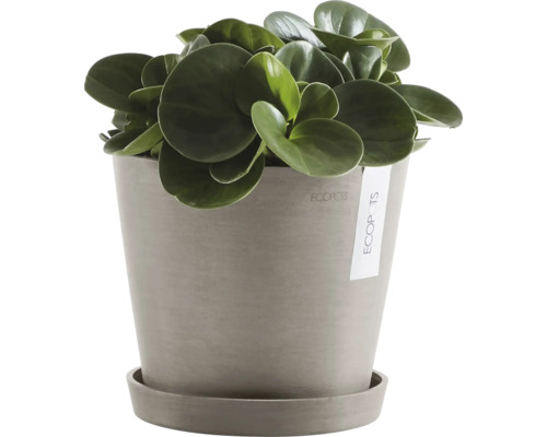 Pfefferpflanze im Topf mit Untersetzer