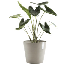 Zimmerpflanze Alocasia Zebrina in einem Blumentopf
