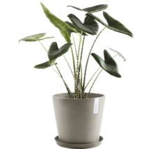 Zimmerpflanze Alocasia zebrina in einem Topf