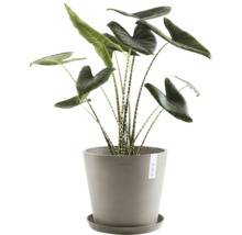Zimmerpflanze Alocasia zebrina in einem Blumentopf