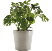 Monstera Zimmerpflanze im Topf