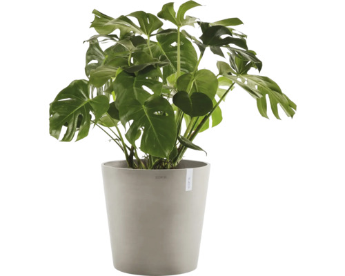 Monstera Zimmerpflanze im Topf