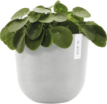 Glückstaler Pflanze in einem Pflanzgefäß