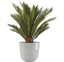 Zierpflanze Palmfarn in einem Blumentopf