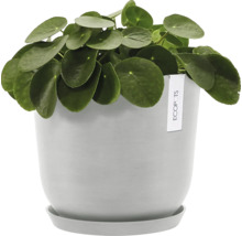 Glückstaler in grauem Topf mit Untersetzer