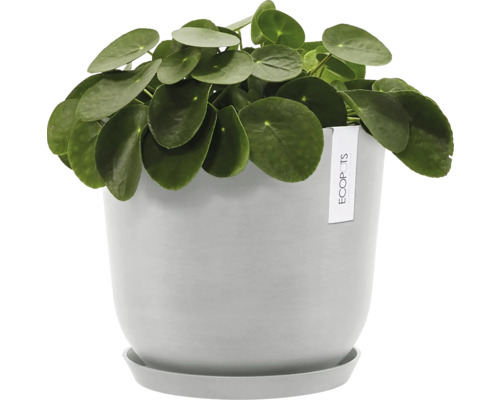 Glückstaler in grauem Topf mit Untersetzer