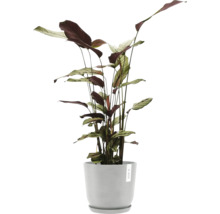 Pfeilwurz Zimmerpflanze in einem Topf