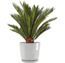 Zamiapalme im Topf für Innenräume