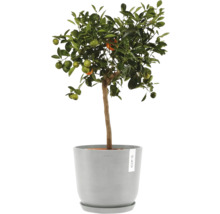 Mandarinenbaum im Topf für den Innenbereich